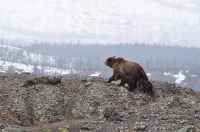 На Камчатке военные посчитали медведицу с медвежонком «угрозой для флота» и застрелили